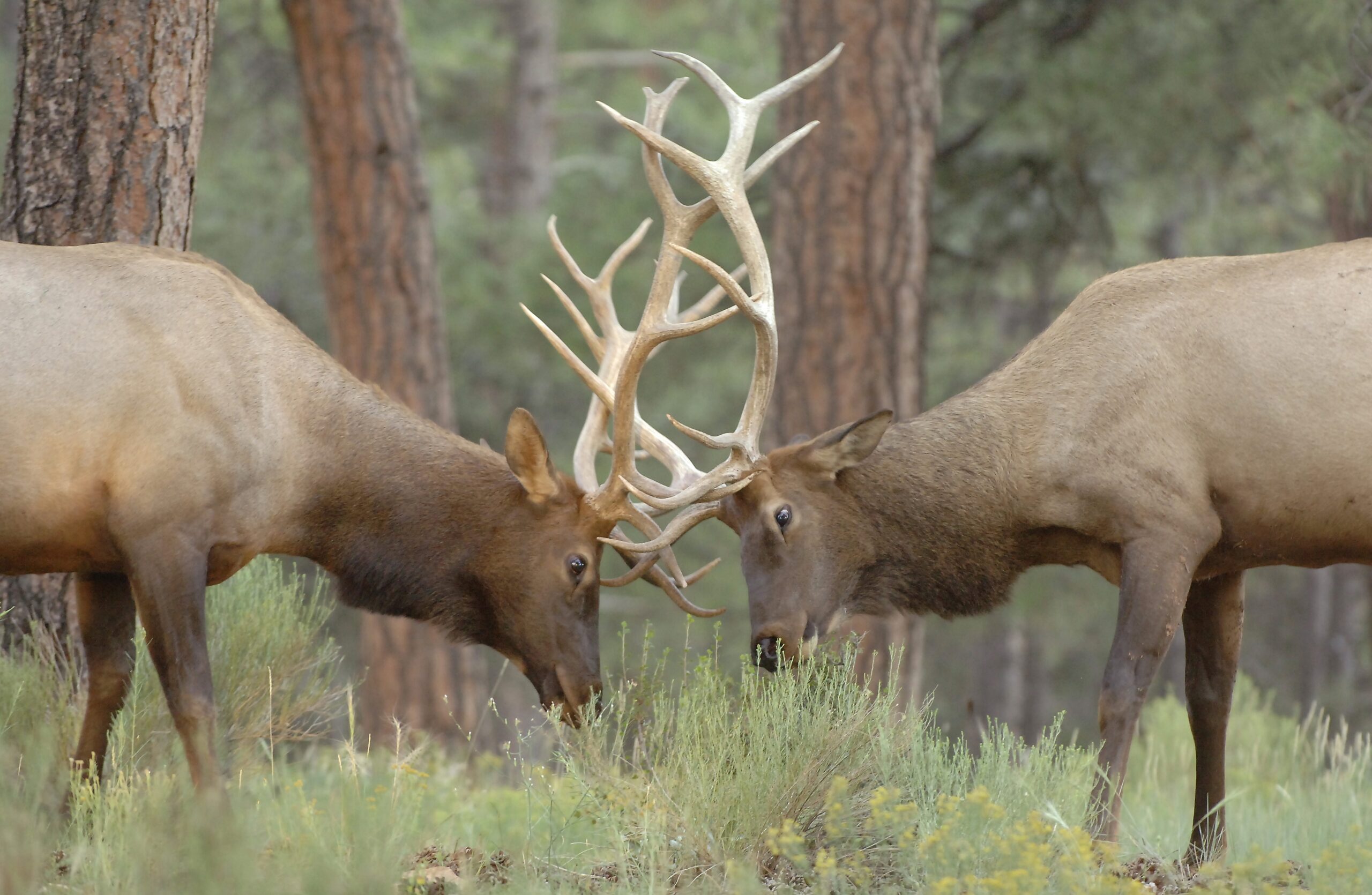 Two bull elk lock antlers in the forest