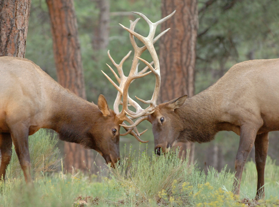 Arizona bull elks fighting