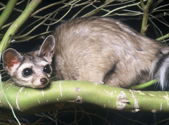 Ringtail Arizona State Mammal